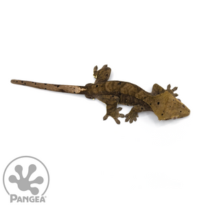 Male Charcoal Dalmatian Crested Gecko Cr-1049 from above
