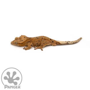 Male Red Inkblot Super Dalmatian Crested Gecko Cr-1052 looking left