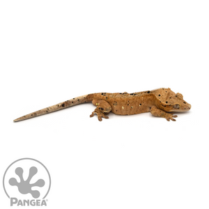 Male Red Inkblot Super Dalmatian Crested Gecko Cr-1052 looking right