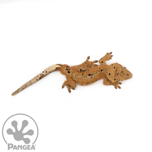 Male Red Inkblot Super Dalmatian Crested Gecko Cr-1052 from above