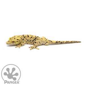 Male Super Dalmatian Crested Gecko Cr-1053 looking left