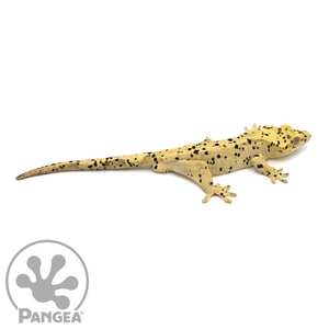 Male Super Dalmatian Crested Gecko Cr-1053 looking right