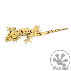 Male Super Dalmatian Crested Gecko Cr-1053 from above