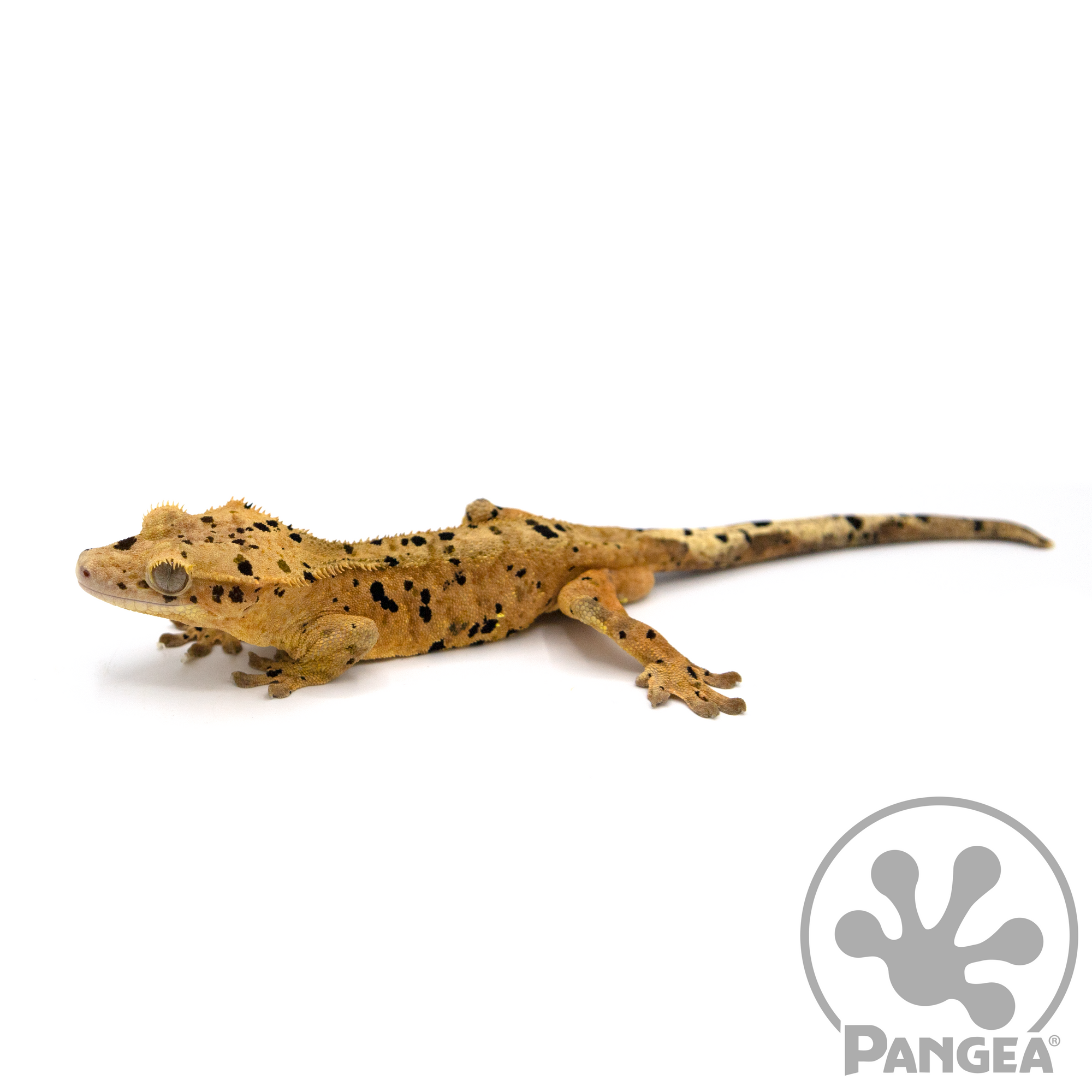 Male Super Dalmatian Crested Gecko Cr-1055 looking left
