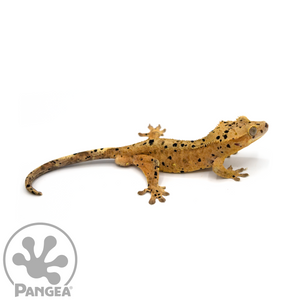 Male Super Dalmatian Crested Gecko Cr-1055 looking right