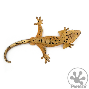 Male Super Dalmatian Crested Gecko Cr-1055 from above