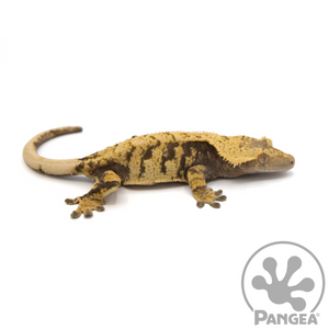 Female XXX Extreme Harlequin Crested Gecko Cr-1057 looking right