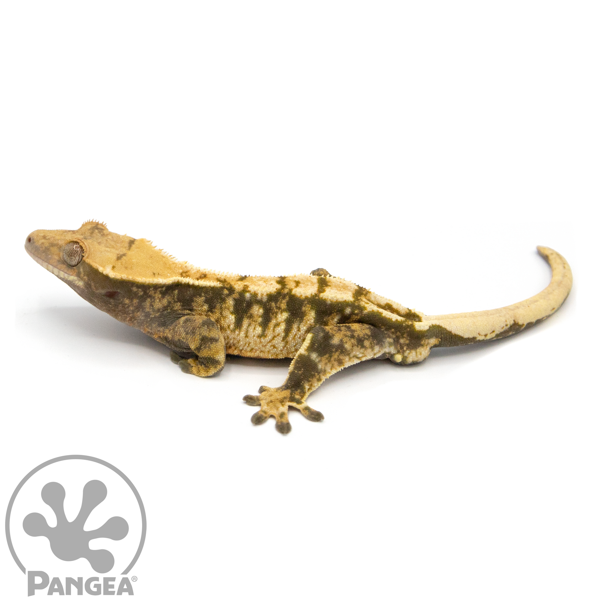 Male Tricolor Extreme Harlequin Crested Gecko Cr-1059 looking left 