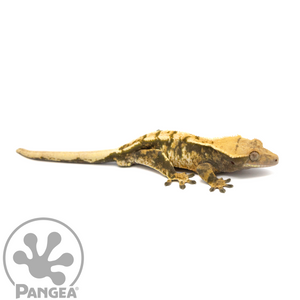 Male Tricolor Extreme Harlequin Crested Gecko Cr-1059 looking right