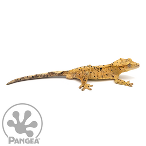 Male Super Dalmatian Crested Gecko Cr-1060 looking right