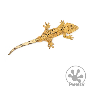 Male Super Dalmatian Crested Gecko Cr-1060 from above 