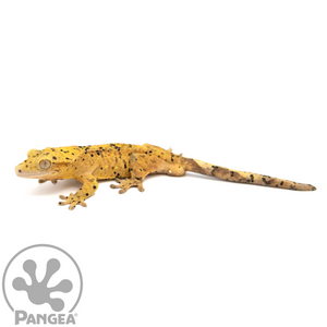 Male Super Dalmatian Crested Gecko Cr-1061 looking left 