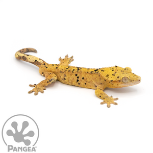 Male Super Dalmatian Crested Gecko Cr-1061 looking right 
