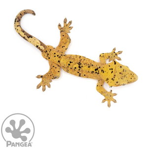 Male Super Dalmatian Crested Gecko Cr-1061 from above