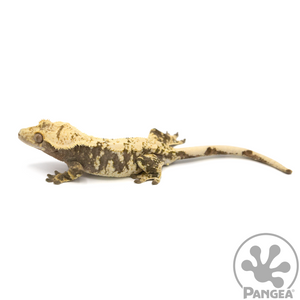 Female Cream Extreme Harlequin Crested Gecko Cr-1063 looking left 