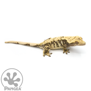 Female Cream Extreme Harlequin Crested Gecko Cr-1063 looking right 