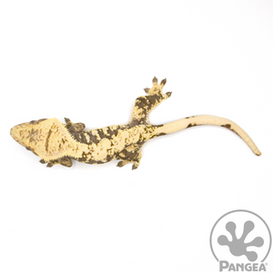 Female Cream Extreme Harlequin Crested Gecko Cr-1063 from above