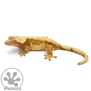 Female Red Extreme Harlequin Crested Gecko Cr-1064 looking left 