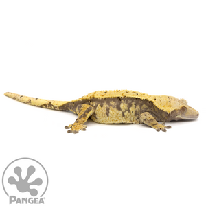 Female Lavender Extreme Harlequin Crested Gecko Cr-1065 looking right 