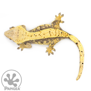 Female Lavender Extreme Harlequin Crested Gecko Cr-1065 from above