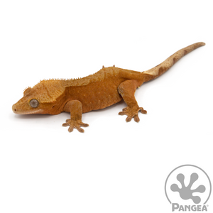 Female Dark Red  Patternless Crested Gecko Cr-1067 looking left 