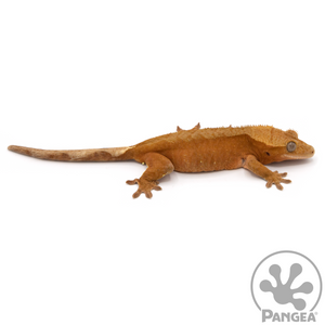 Female Dark Red  Patternless Crested Gecko Cr-1067 looking right 