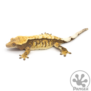 Female Tricolor Extreme Crested Gecko Cr-1068 looking left 