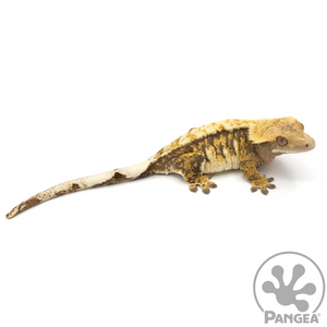 Female Tricolor Extreme Crested Gecko Cr-1068 looking right