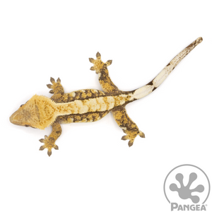 Female Tricolor Extreme Crested Gecko Cr-1068 from above