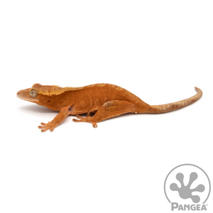 Female Red Harlequin Crested Gecko Cr-1069 looking left 