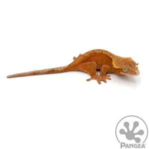 Female Red Harlequin Crested Gecko Cr-1069 looking right