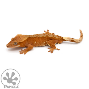 Female Red Bicolor Crested Gecko Cr-1070 looking left 