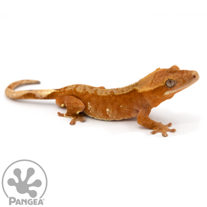Female Red Bicolor Crested Gecko Cr-1070 looking right 