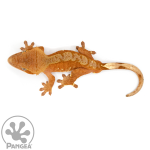 Female Red Flame Crested Gecko Cr-1070 from above 