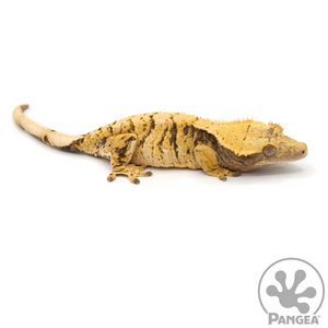 Female XXX Crested Gecko Cr-1071 facing right 