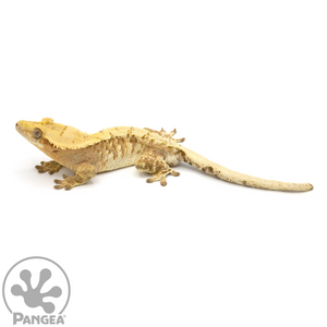 Male Extreme Harlequin Crested Gecko Cr-1072 looking left 