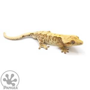 Male Extreme Harlequin Crested Gecko Cr-1072 looking right