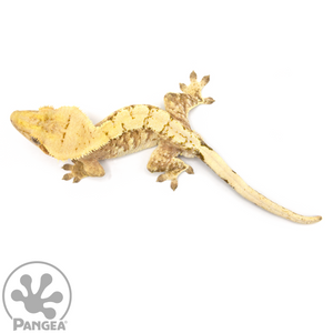 Male Extreme Harlequin Crested Gecko Cr-1072 from above