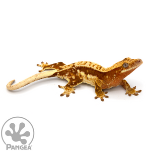 Female Red Harlequin Crested Gecko Cr-1074 looking right 