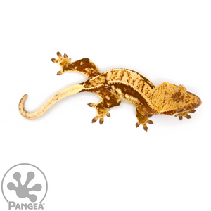 Female Red Harlequin Crested Gecko Cr-1074 From Above 