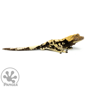 Male Dark Base Harlequin Crested Gecko Cr-1075 looking right 