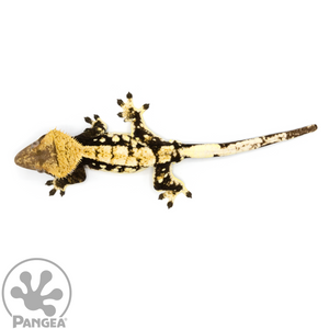 Male Dark Base Harlequin Crested Gecko Cr-1075 from above
