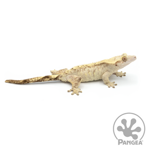 Female Cream Brindle Crested Gecko Cr-1076 looking right