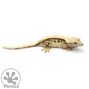 Female Extreme Harlequin Crested Gecko Cr-1077 looking right
