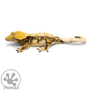 Female Tricolor Extreme Harlequin Crested Gecko Cr-1078 looking left 