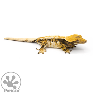 Female Tricolor Extreme Harlequin Crested Gecko Cr-1078 looking right