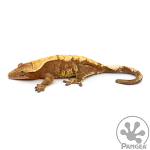 Female Red Harlequin Crested Gecko Cr-1079 looking left 