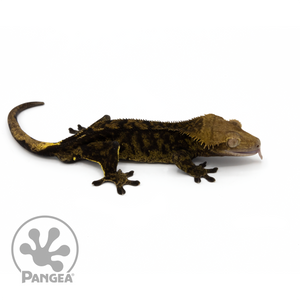 Male Chocolate Bicolor Brindle Crested Gecko Cr-1080 looking right