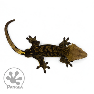 Male Chocolate Bicolor Brindle Crested Gecko Cr-1080 from above
