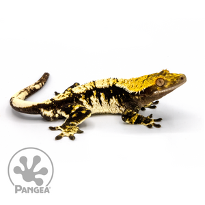 Male Black and White Extreme Harlequin Crested Gecko Cr-1081 looking right